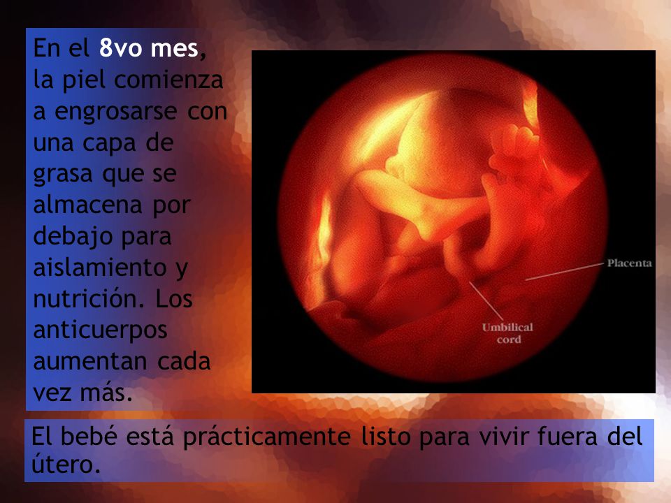 En el 8vo mes, la piel comienza a engrosarse con una capa de grasa que se almacena por debajo para aislamiento y nutrición. Los anticuerpos aumentan cada vez más.