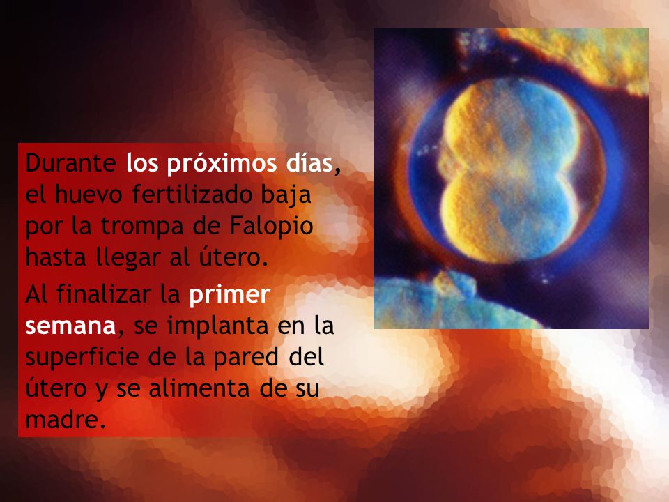 Durante los próximos días, el huevo fertilizado baja por la trompa de Falopio hasta llegar al útero.