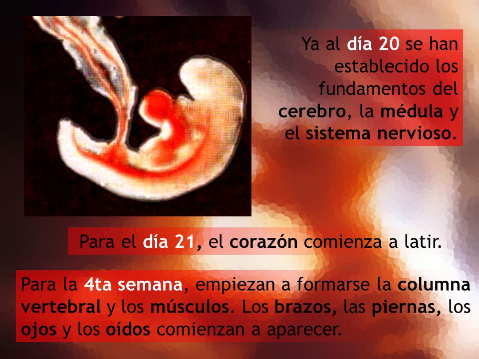 Para el día 21, el corazón comienza a latir.