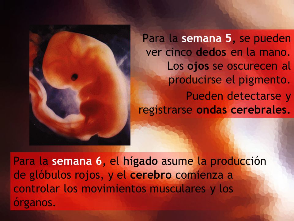 Para la semana 5, se pueden ver cinco dedos en la mano