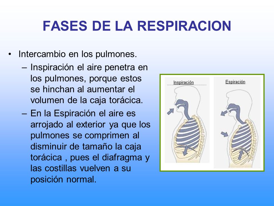 FASES DE LA RESPIRACION