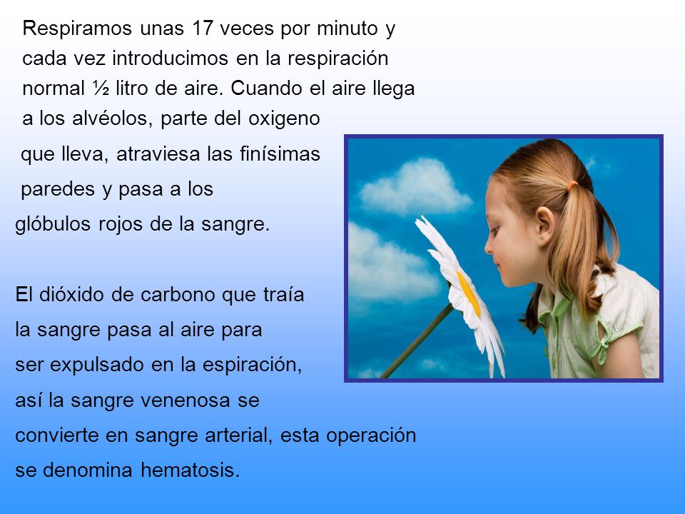 Respiramos unas 17 veces por minuto y cada vez introducimos en la respiración normal ½ litro de aire. Cuando el aire llega a los alvéolos, parte del oxigeno