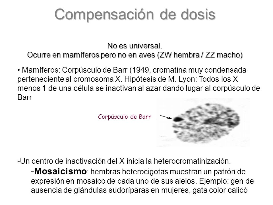 Ocurre en mamíferos pero no en aves (ZW hembra / ZZ macho)