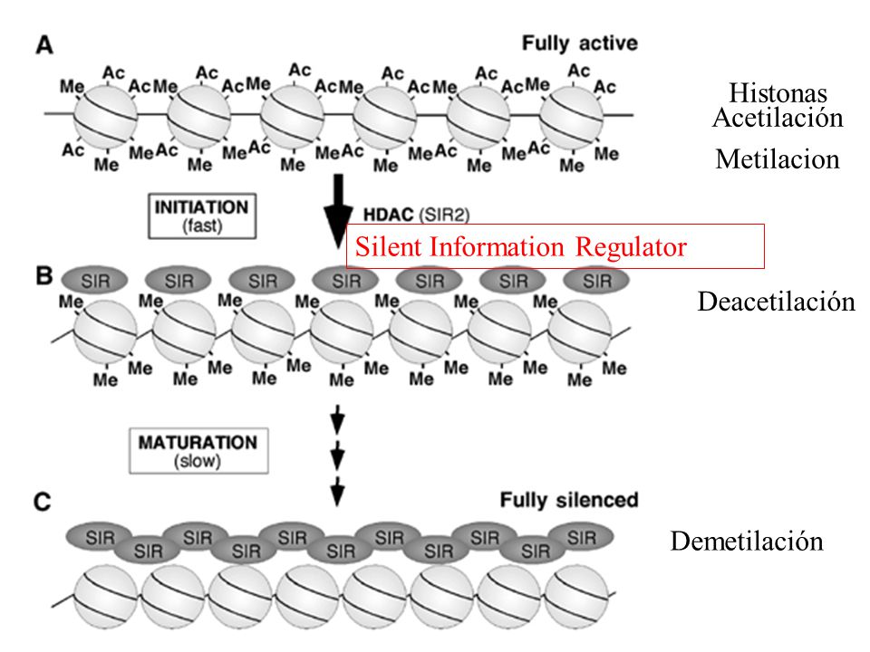 Histonas Acetilación Metilacion Silent Information Regulator Deacetilación Demetilación