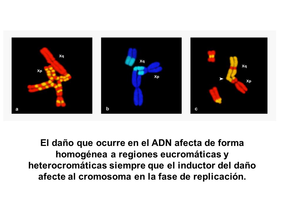 El daño que ocurre en el ADN afecta de forma homogénea a regiones eucromáticas y heterocromáticas siempre que el inductor del daño afecte al cromosoma en la fase de replicación.