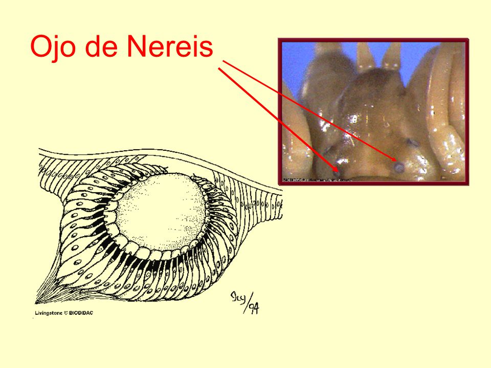 Ojo de Nereis Copy and paste URL to link to original images at BIODIDAC.