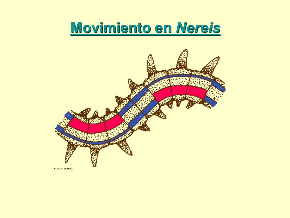 Movimiento en Nereis Copy and paste URL to link to original images at BIODIDAC.