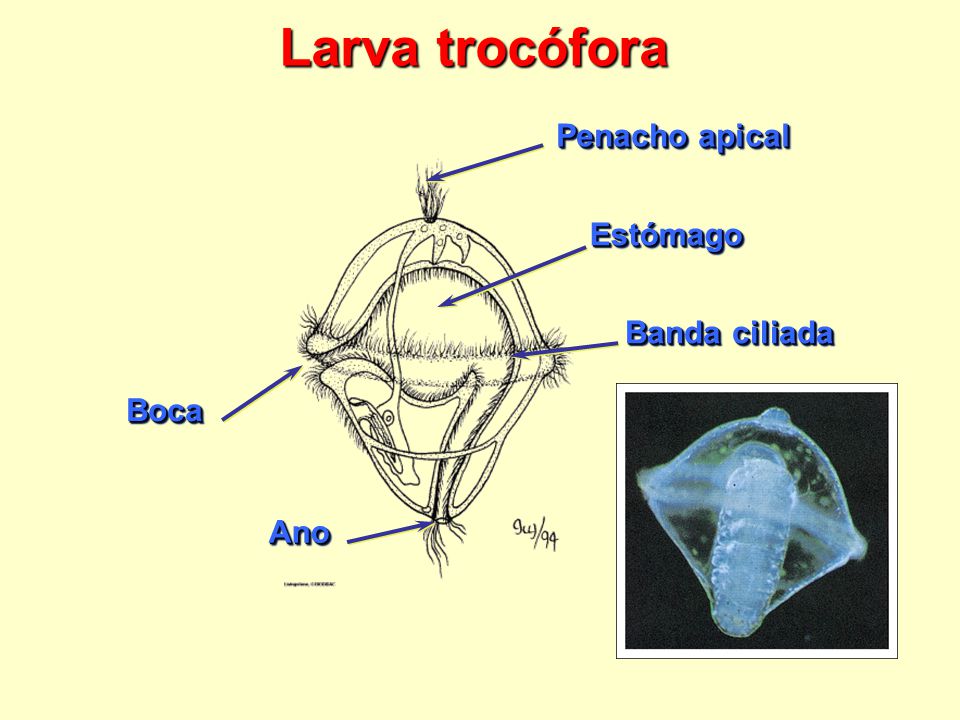 Larva trocófora Penacho apical Estómago Banda ciliada Boca Ano