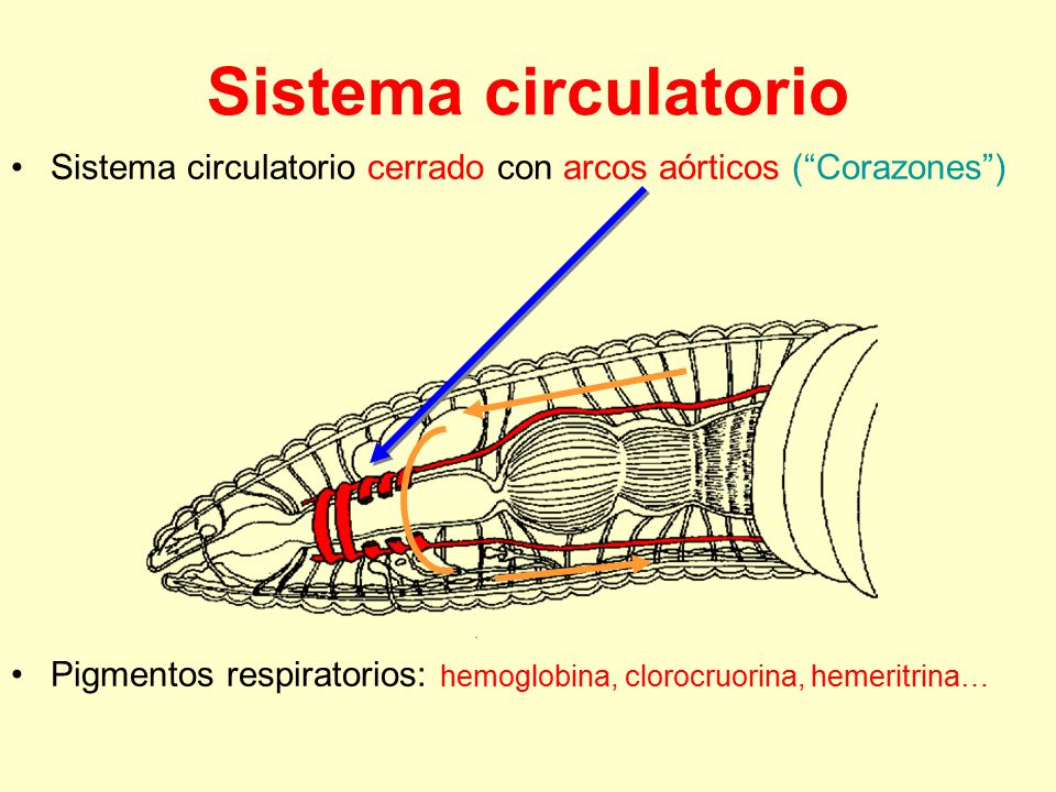 Sistema circulatorio Sistema circulatorio cerrado con arcos aórticos ( Corazones ) Pigmentos respiratorios: hemoglobina, clorocruorina, hemeritrina…