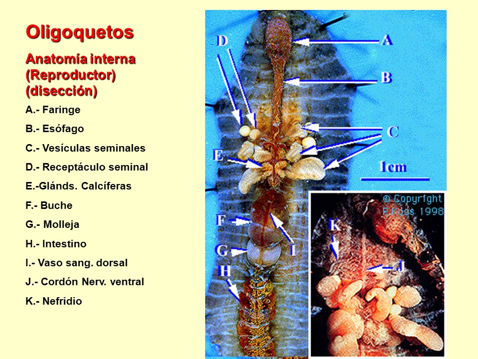Oligoquetos Anatomía interna (Reproductor) (disección) A.- Faringe