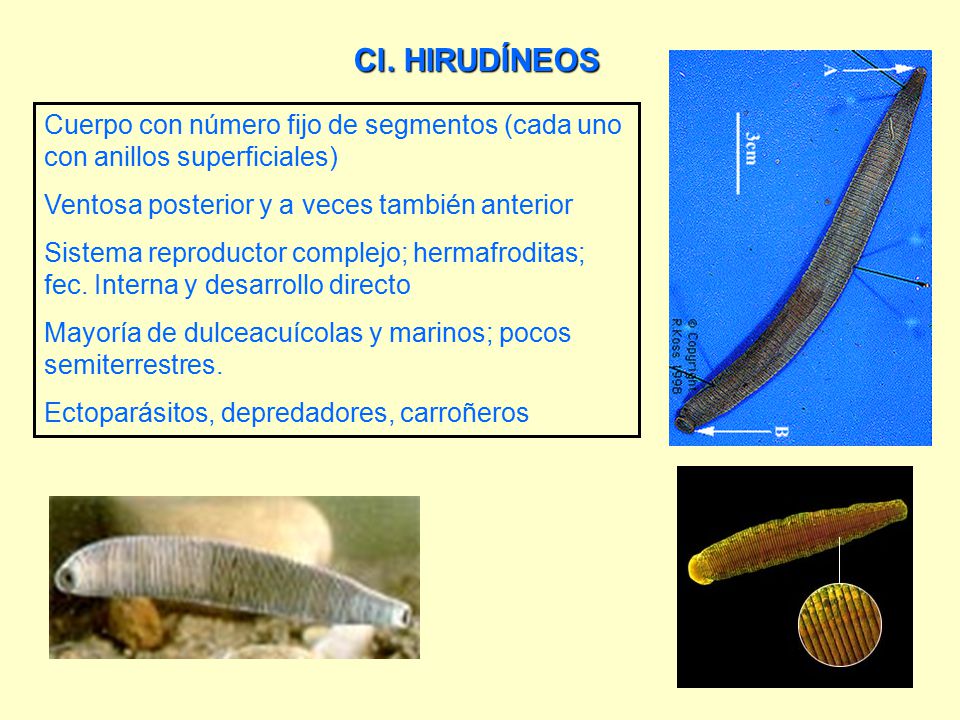 Cl. HIRUDÍNEOS Cuerpo con número fijo de segmentos (cada uno con anillos superficiales) Ventosa posterior y a veces también anterior.