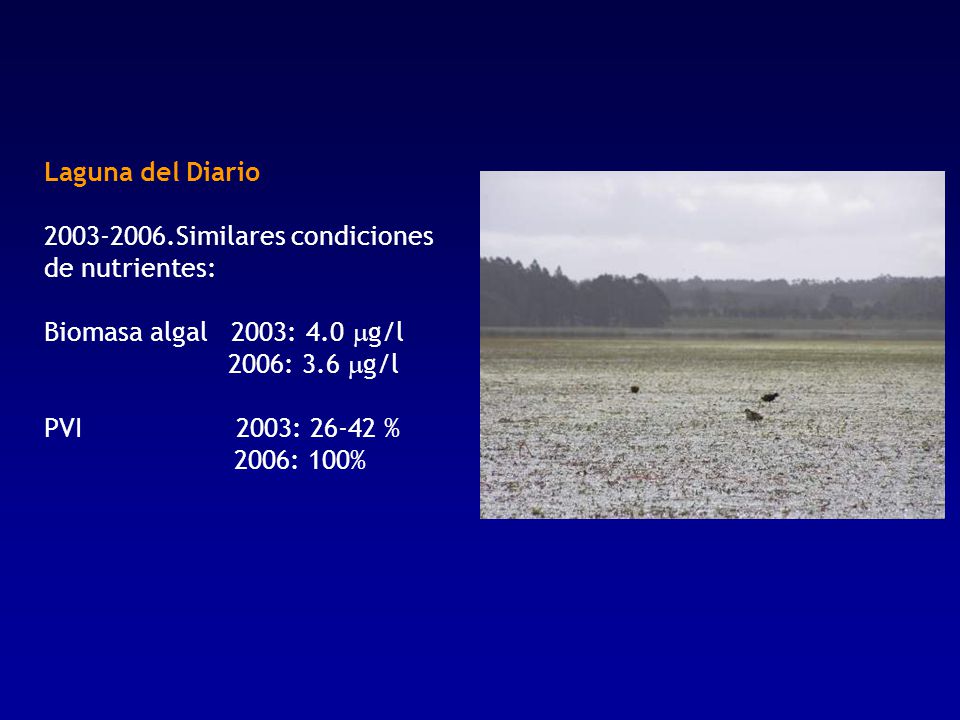 Laguna del Diario Similares condiciones de nutrientes: Biomasa algal 2003: 4.0 mg/l.