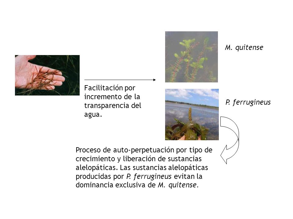 M. quitense Facilitación por incremento de la transparencia del agua. P. ferrugineus.