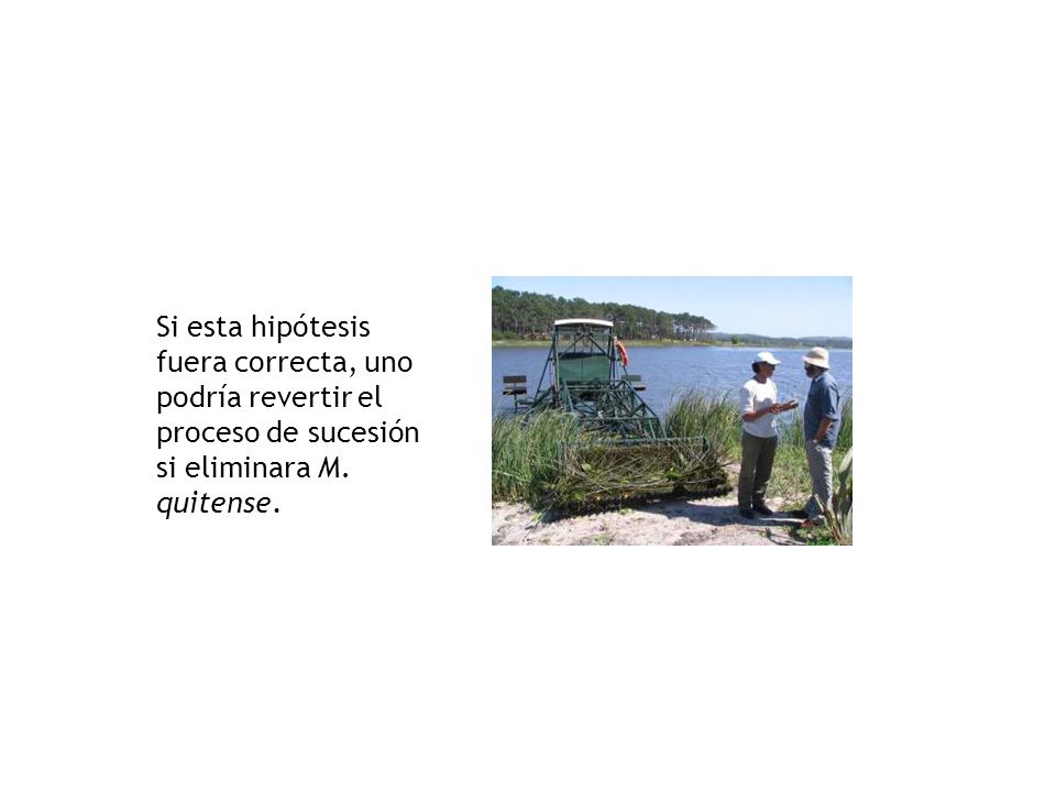 Si esta hipótesis fuera correcta, uno podría revertir el proceso de sucesión si eliminara M.