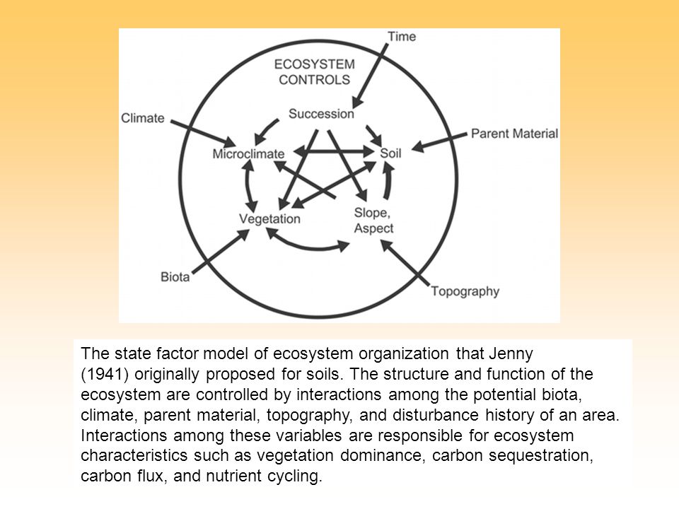 The state factor model of ecosystem organization that Jenny (1941) originally proposed for soils.
