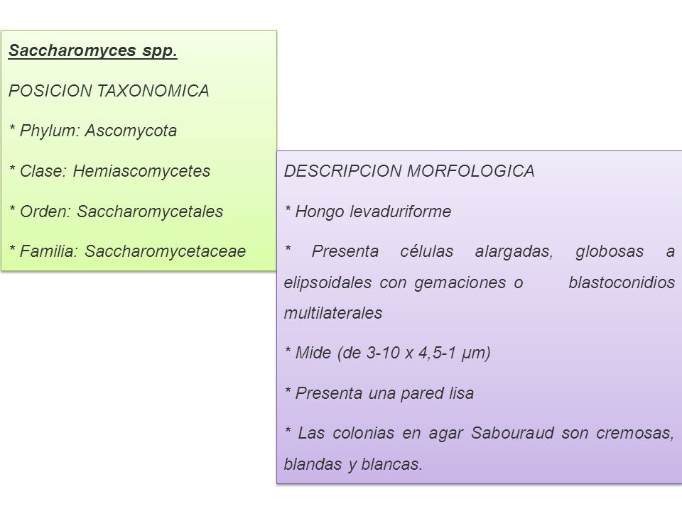Saccharomyces spp. POSICION TAXONOMICA. * Phylum: Ascomycota. * Clase: Hemiascomycetes. * Orden: Saccharomycetales.