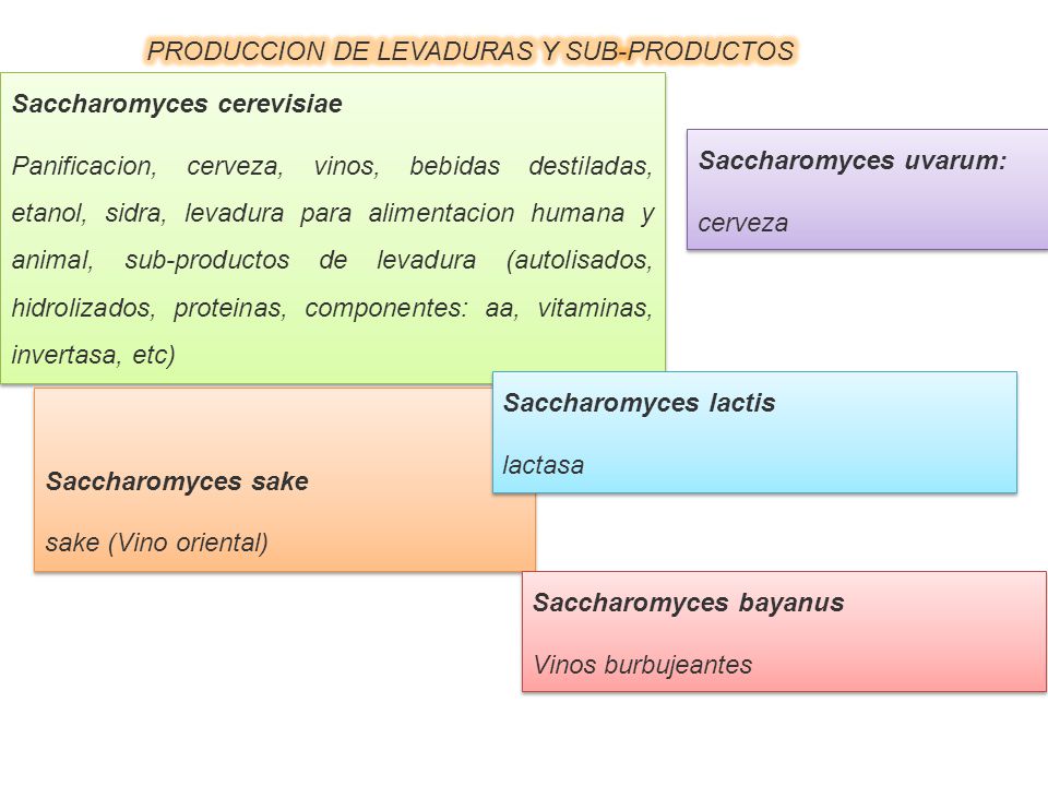 PRODUCCION DE LEVADURAS Y SUB-PRODUCTOS