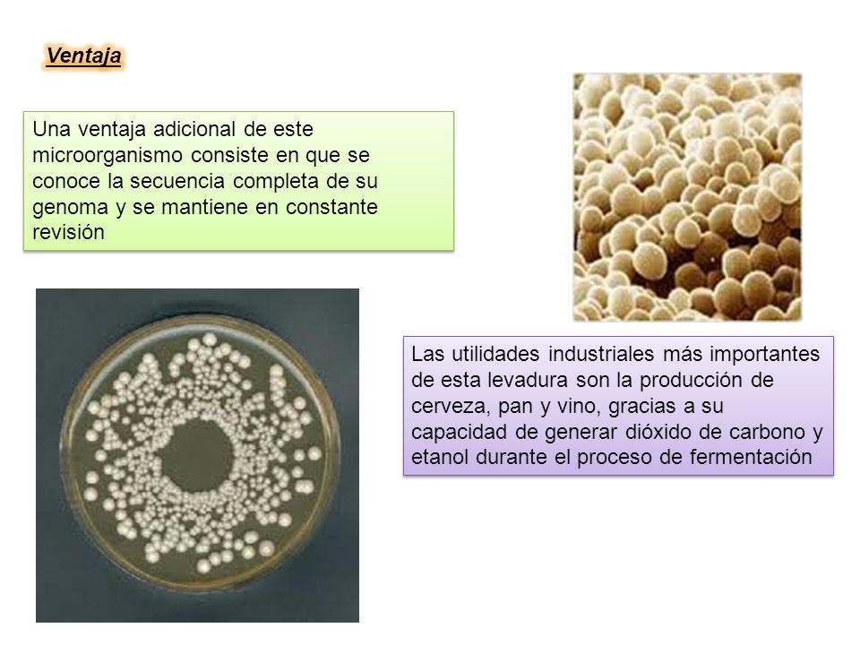 Ventaja Una ventaja adicional de este microorganismo consiste en que se conoce la secuencia completa de su genoma y se mantiene en constante revisión.