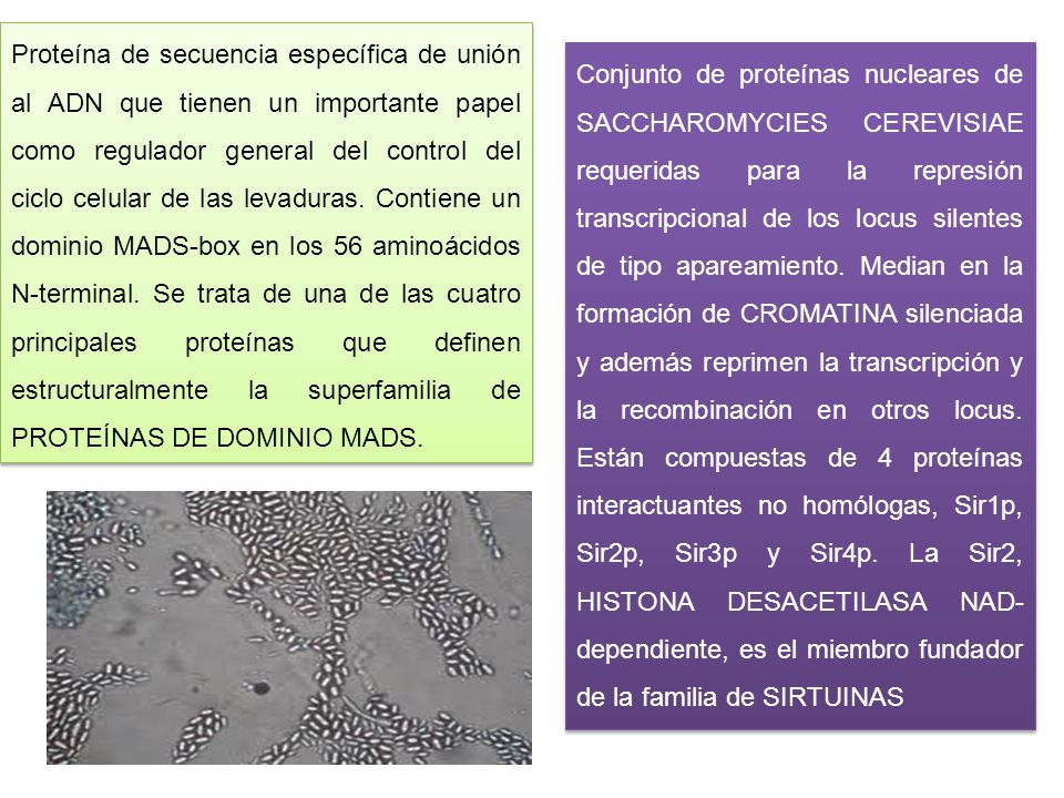 Proteína de secuencia específica de unión al ADN que tienen un importante papel como regulador general del control del ciclo celular de las levaduras. Contiene un dominio MADS-box en los 56 aminoácidos N-terminal. Se trata de una de las cuatro principales proteínas que definen estructuralmente la superfamilia de PROTEÍNAS DE DOMINIO MADS.