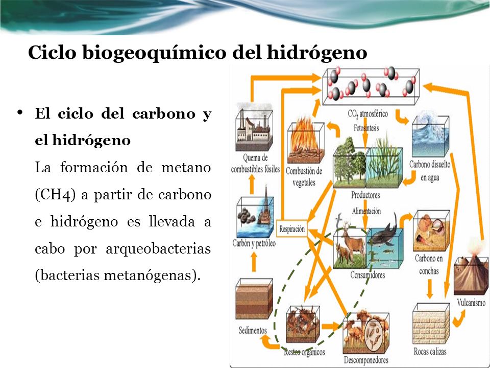 Ciclo biogeoquímico del hidrógeno