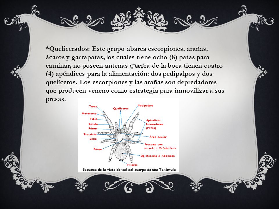 *Quelicerados: Este grupo abarca escorpiones, arañas, ácaros y garrapatas, los cuales tiene ocho (8) patas para caminar, no poseen antenas y cerca de la boca tienen cuatro (4) apéndices para la alimentación: dos pedipalpos y dos quelíceros.