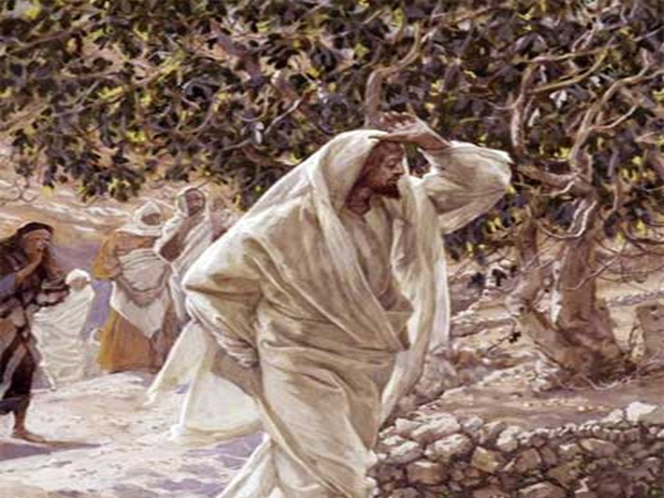 + ¿Quién es esa higuera Somos todos nosotros, nuestra familia, la Iglesia, la sociedad. Los frutos son las acciones buenas, que debemos realizar.