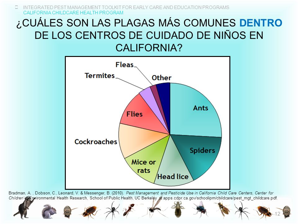 ¿CuÁles son las plagas mÁs comunes dentro de los centros de cuidado de niños en California