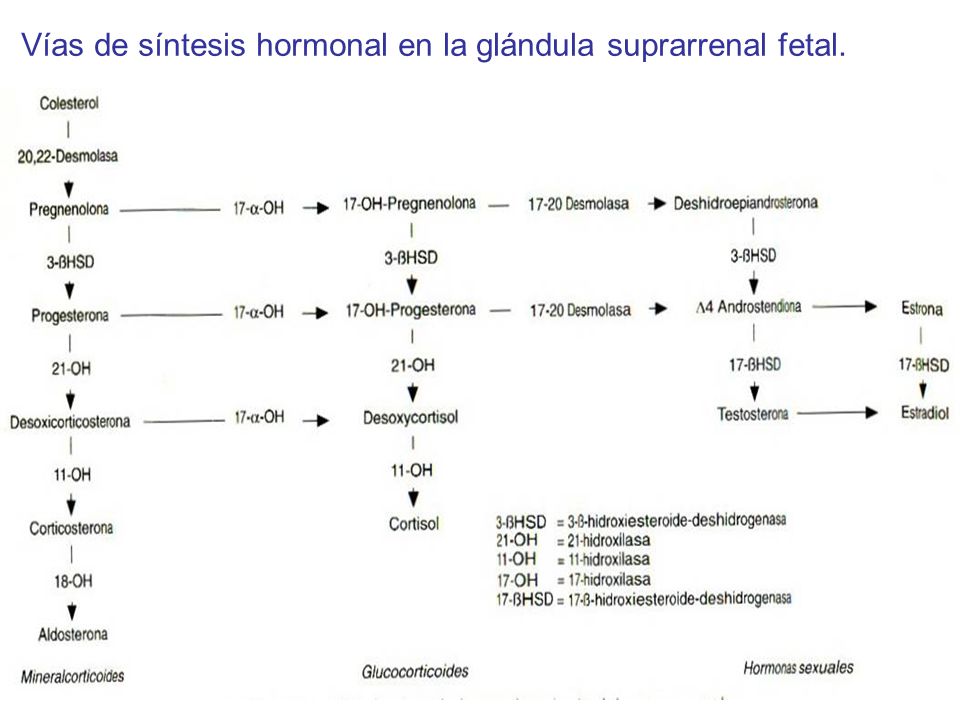 Vías de síntesis hormonal en la glándula suprarrenal fetal.