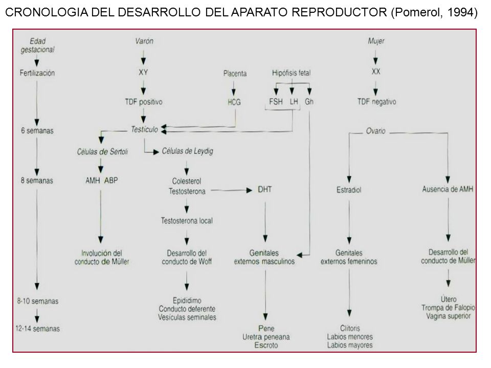 CRONOLOGIA DEL DESARROLLO DEL APARATO REPRODUCTOR (Pomerol, 1994)