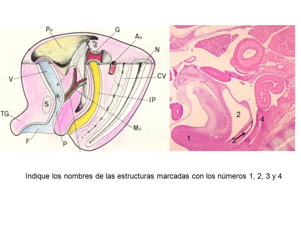 Indique los nombres de las estructuras marcadas con los números 1, 2, 3 y 4