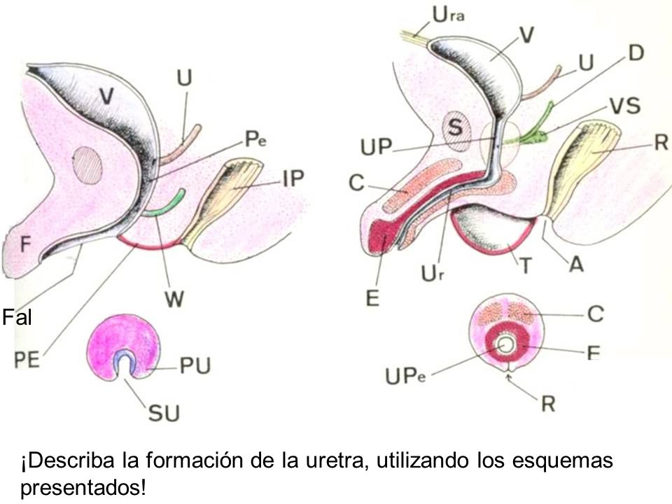 Fal ¡Describa la formación de la uretra, utilizando los esquemas presentados!