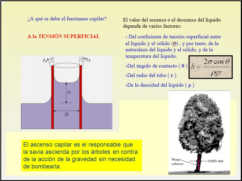 El ascenso capilar es el responsable que la savia ascienda por los árboles en contra de la acción de la gravedad sin necesidad de bombearla.