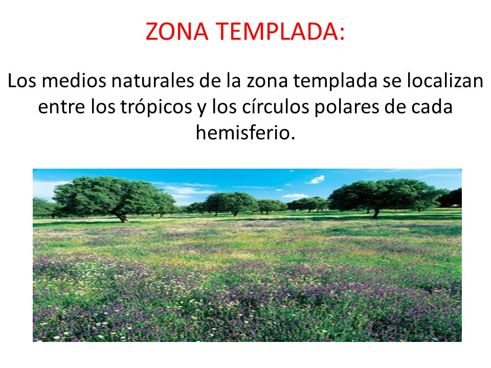 ZONA TEMPLADA: Los medios naturales de la zona templada se localizan entre los trópicos y los círculos polares de cada hemisferio.