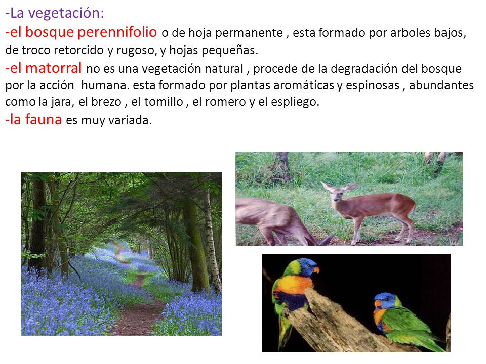 -La vegetación: -el bosque perennifolio o de hoja permanente , esta formado por arboles bajos, de troco retorcido y rugoso, y hojas pequeñas.