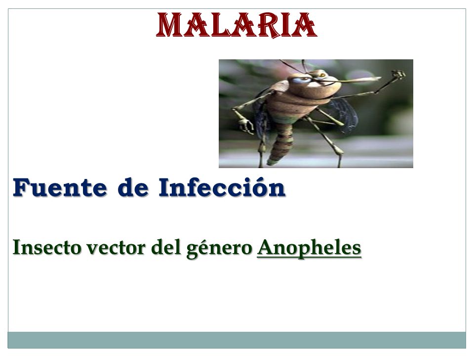 MALARIA Fuente de Infección Insecto vector del género Anopheles