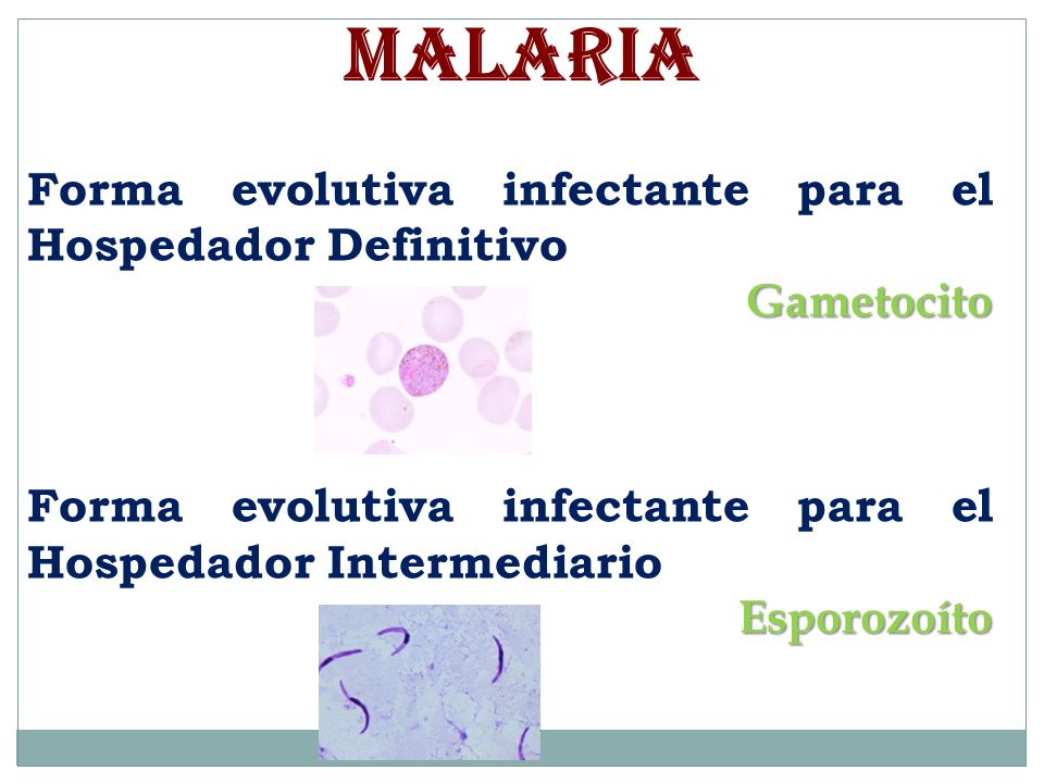 MALARIA Forma evolutiva infectante para el Hospedador Definitivo