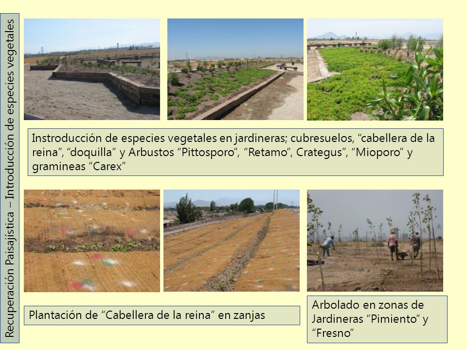Instroducción de especies vegetales en jardineras; cubresuelos, cabellera de la reina , doquilla y Arbustos Pittosporo , Retamo , Crategus , Mioporo y gramineas Carex