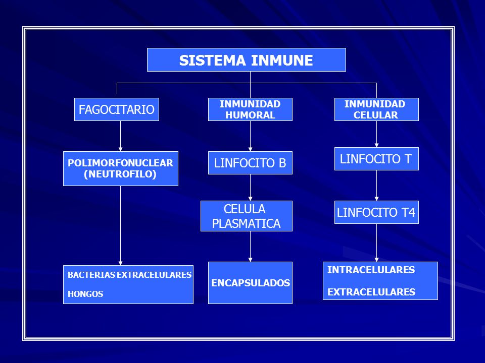 SISTEMA INMUNE FAGOCITARIO LINFOCITO T LINFOCITO B CELULA LINFOCITO T4