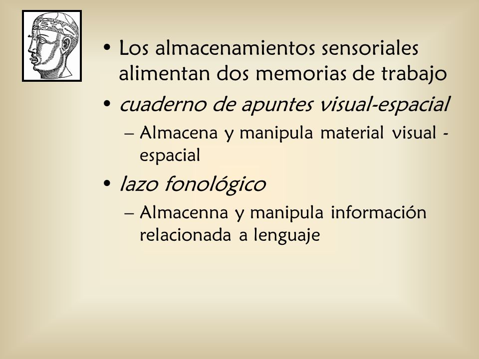 Los almacenamientos sensoriales alimentan dos memorias de trabajo