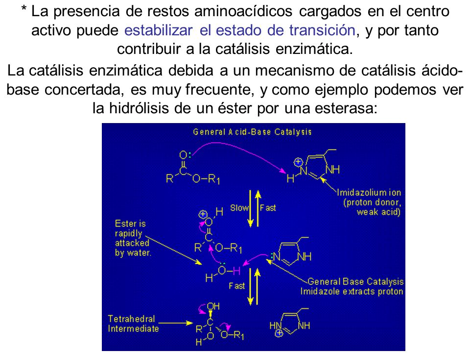 * La presencia de restos aminoacídicos cargados en el centro activo puede estabilizar el estado de transición, y por tanto contribuir a la catálisis enzimática.