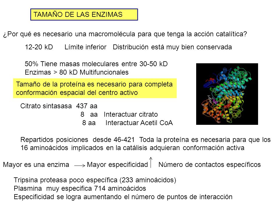 TAMAÑO DE LAS ENZIMAS ¿Por qué es necesario una macromolécula para que tenga la acción catalítica