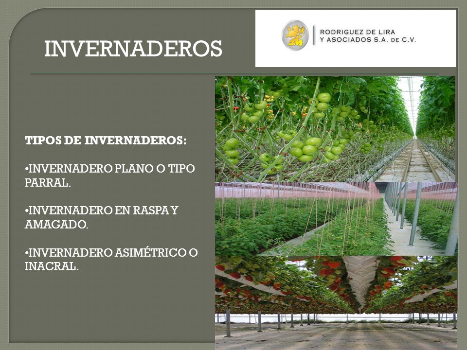 INVERNADEROS TIPOS DE INVERNADEROS: INVERNADERO PLANO O TIPO PARRAL.