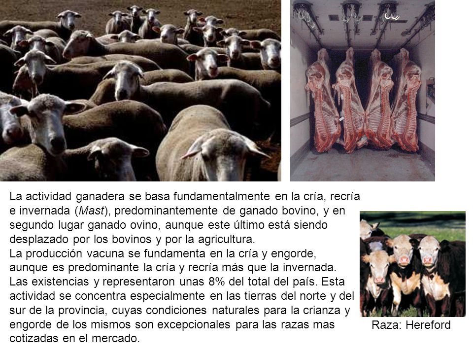 La actividad ganadera se basa fundamentalmente en la cría, recría e invernada (Mast), predominantemente de ganado bovino, y en segundo lugar ganado ovino, aunque este último está siendo desplazado por los bovinos y por la agricultura. La producción vacuna se fundamenta en la cría y engorde, aunque es predominante la cría y recría más que la invernada. Las existencias y representaron unas 8% del total del país. Esta actividad se concentra especialmente en las tierras del norte y del sur de la provincia, cuyas condiciones naturales para la crianza y engorde de los mismos son excepcionales para las razas mas cotizadas en el mercado.