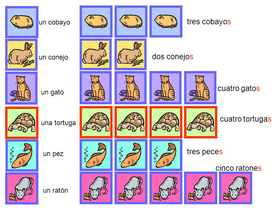 tres cobayos dos conejos cuatro gatos cuatro tortugas tres peces