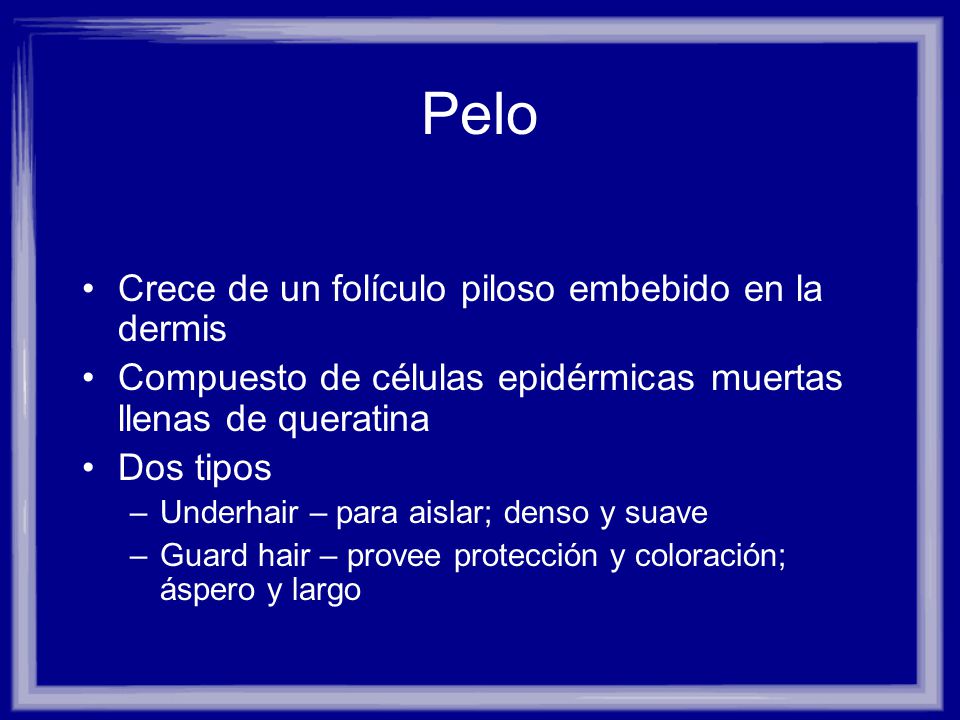 Pelo Crece de un folículo piloso embebido en la dermis