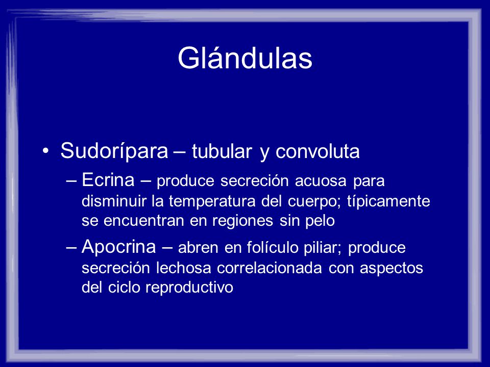 Glándulas Sudorípara – tubular y convoluta
