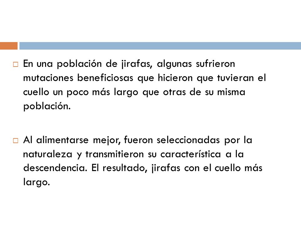 En una población de jirafas, algunas sufrieron mutaciones beneficiosas que hicieron que tuvieran el cuello un poco más largo que otras de su misma población.