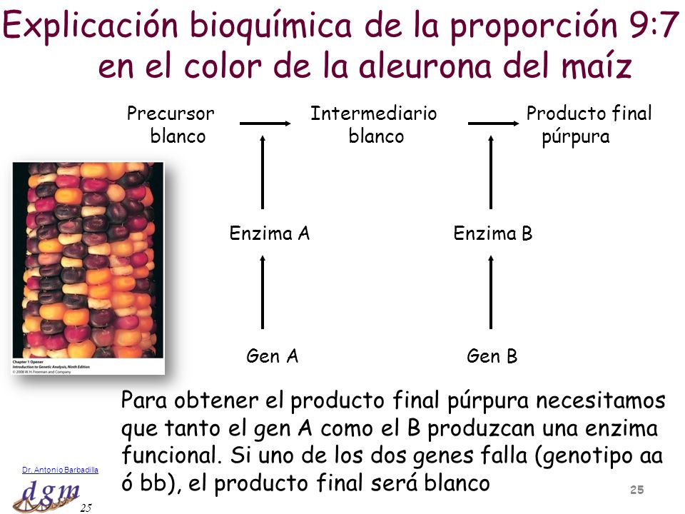 en el color de la aleurona del maíz