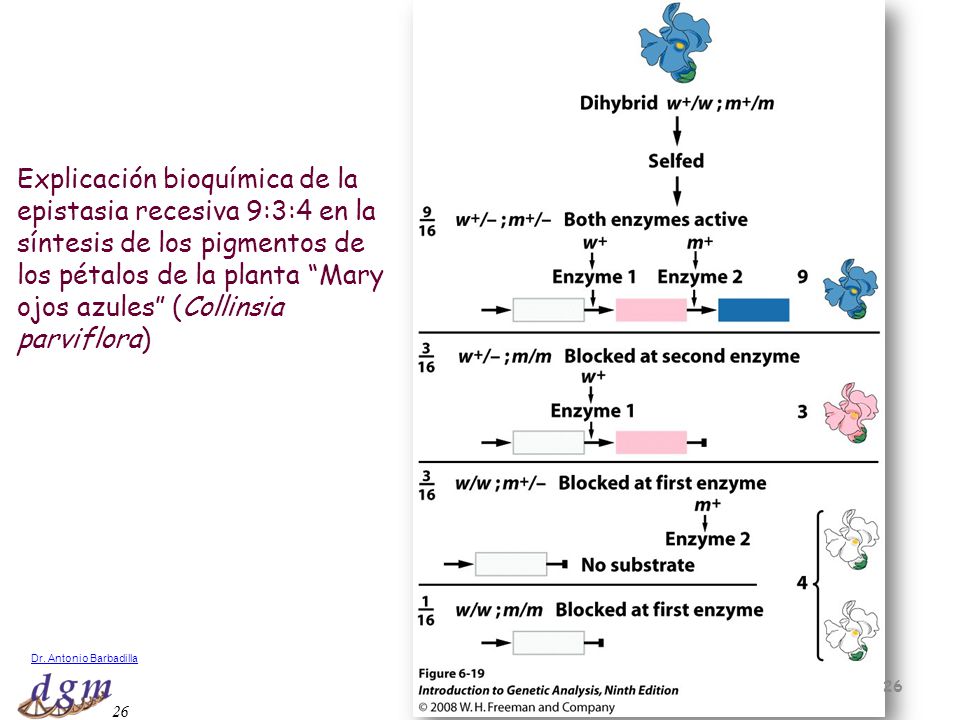 Explicación bioquímica de la epistasia recesiva 9:3:4 en la síntesis de los pigmentos de los pétalos de la planta Mary ojos azules (Collinsia parviflora)