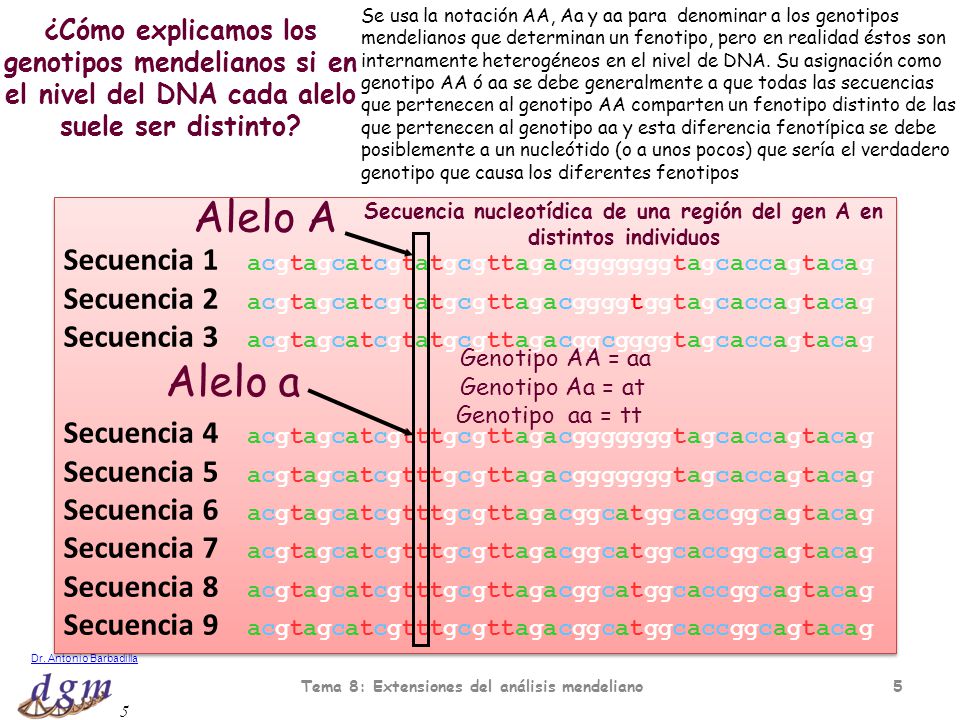 Se usa la notación AA, Aa y aa para denominar a los genotipos mendelianos que determinan un fenotipo, pero en realidad éstos son internamente heterogéneos en el nivel de DNA. Su asignación como genotipo AA ó aa se debe generalmente a que todas las secuencias que pertenecen al genotipo AA comparten un fenotipo distinto de las que pertenecen al genotipo aa y esta diferencia fenotípica se debe posiblemente a un nucleótido (o a unos pocos) que sería el verdadero genotipo que causa los diferentes fenotipos